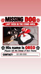Lost Male Dog last seen Como, Fort Worth, TX 76107