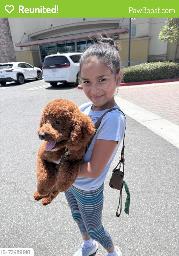 Reunited Female Dog last seen Near bentwood ln aliso viejo across from Heather ridge costco, Aliso Viejo, CA 92656