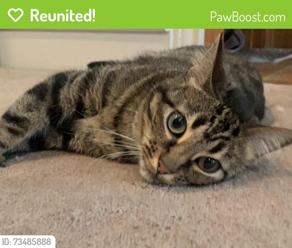 Reunited Female Cat last seen Woodbridge Subdivision, Dallas, TX 75243
