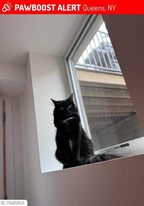 Lost Female Cat last seen Onderdonk Ave, Queens, NY 11385