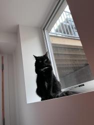 Lost Female Cat last seen Onderdonk Ave, Queens, NY 11385