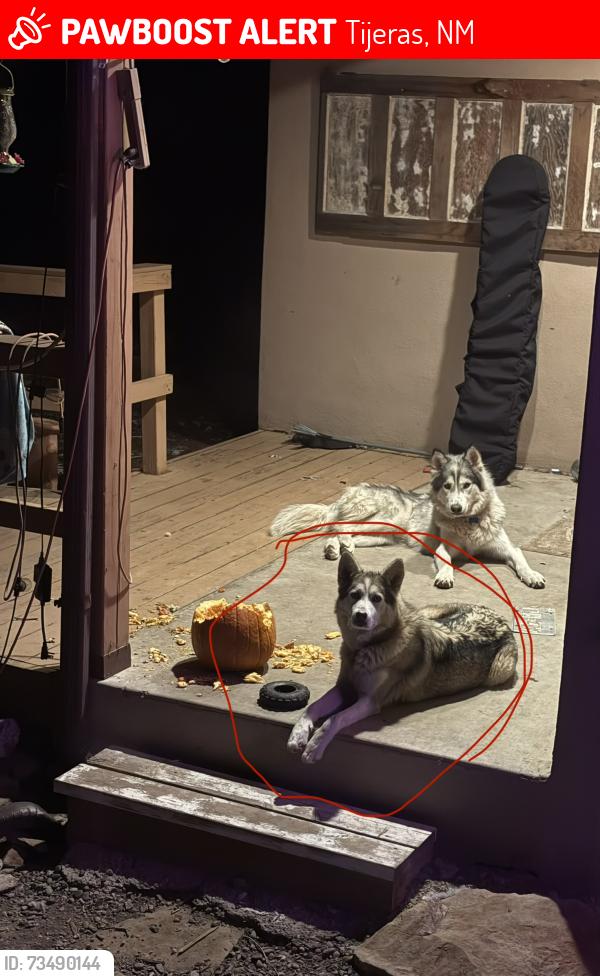 Lost Female Dog last seen Near NM 337, Tijeras, NM 87059