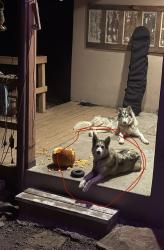 Lost Female Dog last seen Near NM 337, Tijeras, NM 87059