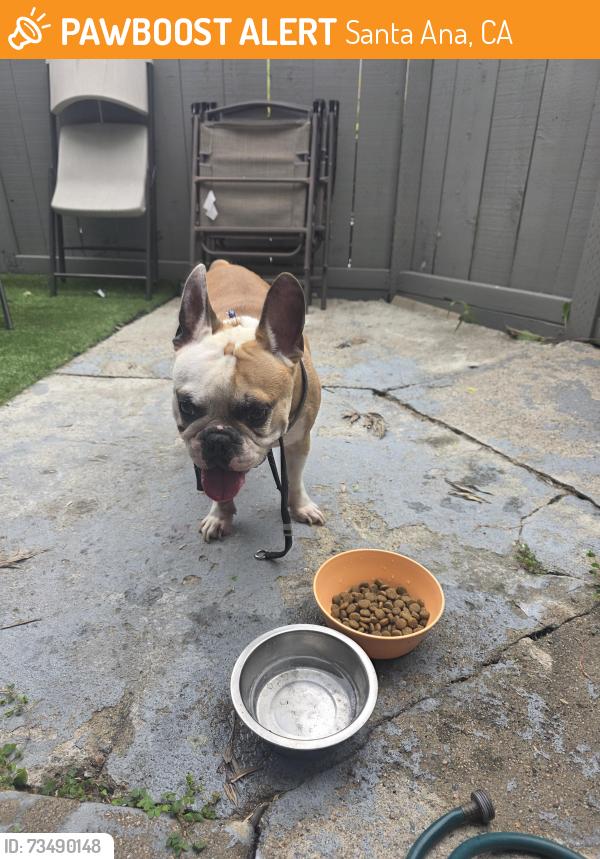 Found/Stray Male Dog last seen Fairview Street & Alton st, Santa Ana, CA 92704
