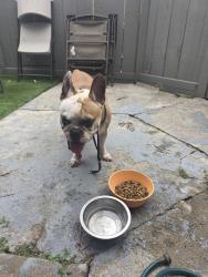 Found/Stray Male Dog last seen Fairview Street & Alton st, Santa Ana, CA 92704