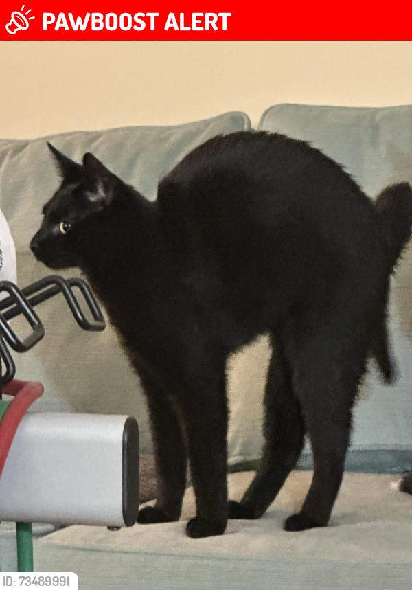 Lost Female Cat last seen Drake Rd & Maynard Drive off JFK Blvd, Franklin Township, NJ 08873