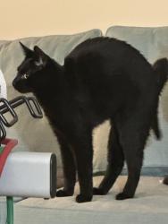 Lost Female Cat last seen Drake Rd & Maynard Drive off JFK Blvd, Franklin Township, NJ 08873