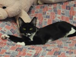 Reunited Female Cat last seen Park Place/ Simonton, Lawrenceville, GA 30046