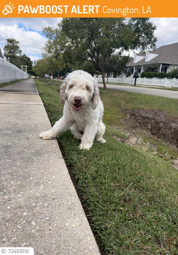 Found/Stray Male Dog last seen Johnson street, Covington, LA 70433