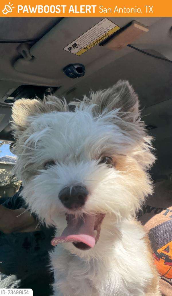 Found/Stray Female Dog last seen Steubing ranch, San Antonio, TX 78247