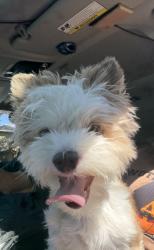 Found/Stray Female Dog last seen Steubing ranch, San Antonio, TX 78247
