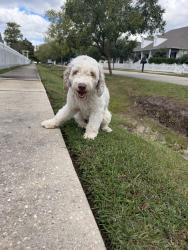 Found/Stray Male Dog last seen Johnson street, Covington, LA 70433