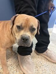 Shelter Stray Male Dog last seen LAS, 3599 NW 79th Ave, Doral, FL 33122, USA