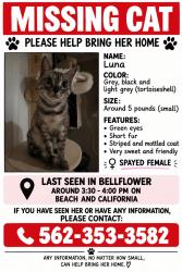 Lost Female Cat last seen California and beach, Bellflower, CA 90706