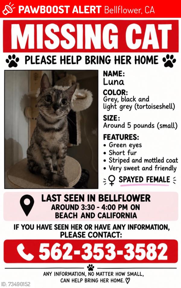 Lost Female Cat last seen California and beach, Bellflower, CA 90706