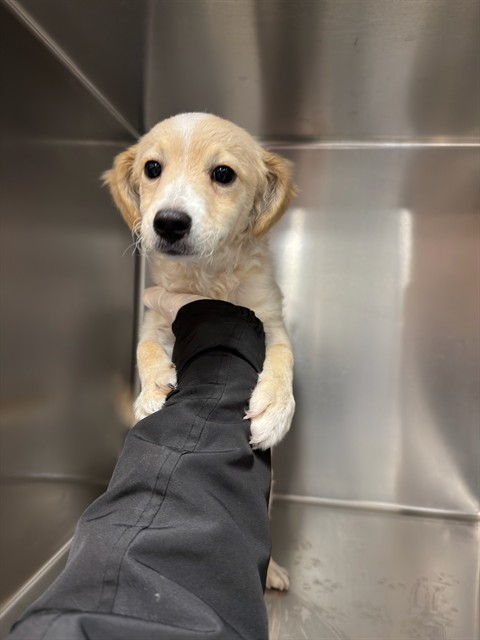 Shelter Stray Male Dog last seen Near BLOCK RAMON RD THOUSAND PALMS CA 92276, 72050 Pet Land Pl, Thousand Palms, CA 92276, USA
