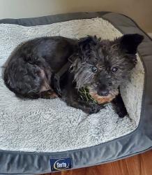 Reunited Female Dog last seen Near Genoa red bluff rd apt 3015, Houston, TX 77034