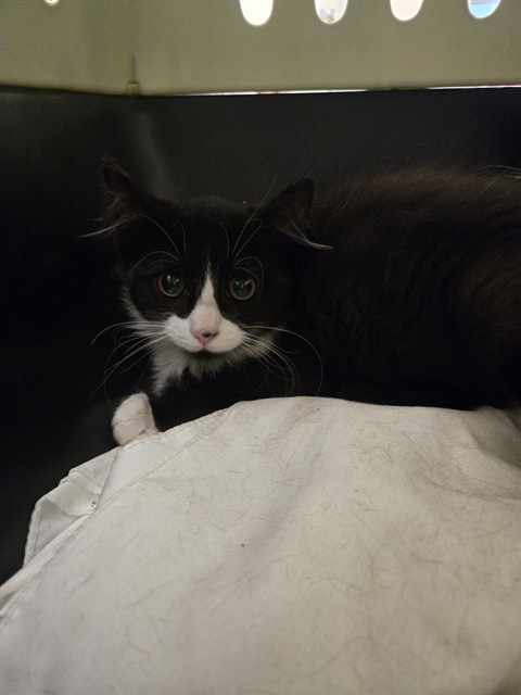 Shelter Stray Female Cat last seen PATRICIA DR, 12155 Park Blvd, Brighton, CO 80601, USA