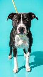 Shelter Stray Male Dog last seen MONCRIEF, 2020 Forest St, Jacksonville, FL 32204, USA