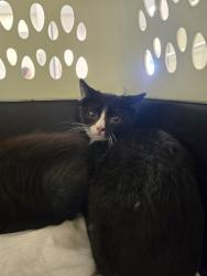 Shelter Stray Female Cat last seen PATRICIA DR, 12155 Park Blvd, Brighton, CO 80601, USA