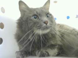 Shelter Stray Male Cat last seen Near BLOCK INDIAN SCHOOL RD NE, 8920 Lomas Blvd NE, Albuquerque, NM 87112, USA