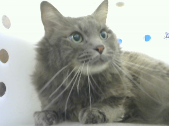Shelter Stray Male Cat last seen Near BLOCK INDIAN SCHOOL RD NE, 8920 Lomas Blvd NE, Albuquerque, NM 87112, USA