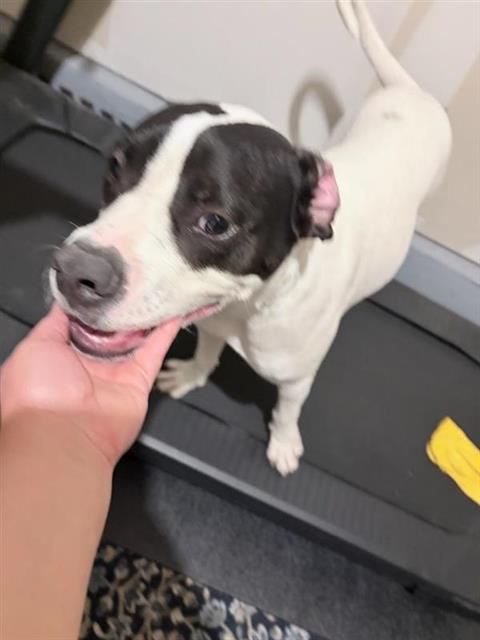 Shelter Stray Female Dog last seen Near BLOCK WALDON POND, 4710 TX-151, San Antonio, TX 78227, USA