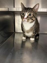 Shelter Stray Male Cat last seen ST CHARLES CO, 4850 Mid Rivers Mall Dr, St Peters, MO 63376, USA