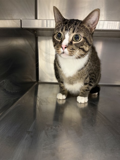 Shelter Stray Male Cat last seen ST CHARLES CO, 4850 Mid Rivers Mall Dr, St Peters, MO 63376, USA
