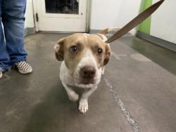 Shelter Stray Female Dog last seen , 1850 W 60th St, Los Angeles, CA 90047, USA