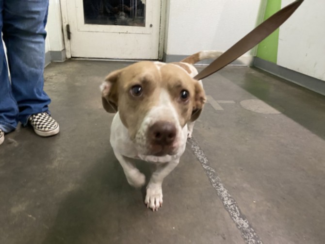 Shelter Stray Female Dog last seen , 1850 W 60th St, Los Angeles, CA 90047, USA