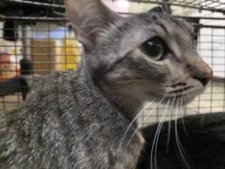 Shelter Stray Female Cat last seen , 1850 W 60th St, Los Angeles, CA 90047, USA