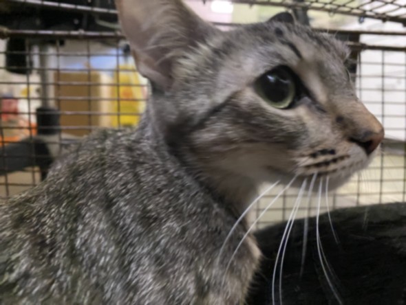 Shelter Stray Female Cat last seen , 1850 W 60th St, Los Angeles, CA 90047, USA