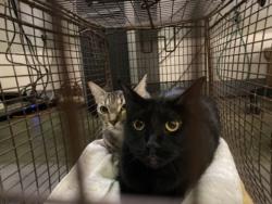 Shelter Stray Female Cat last seen , 1850 W 60th St, Los Angeles, CA 90047, USA