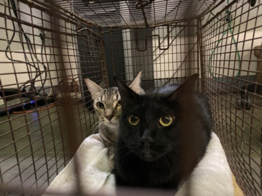 Shelter Stray Female Cat last seen , 1850 W 60th St, Los Angeles, CA 90047, USA