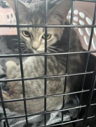 Shelter Stray Female Cat last seen Near, 5001 E Raymond St, Indianapolis, IN 46203, USA