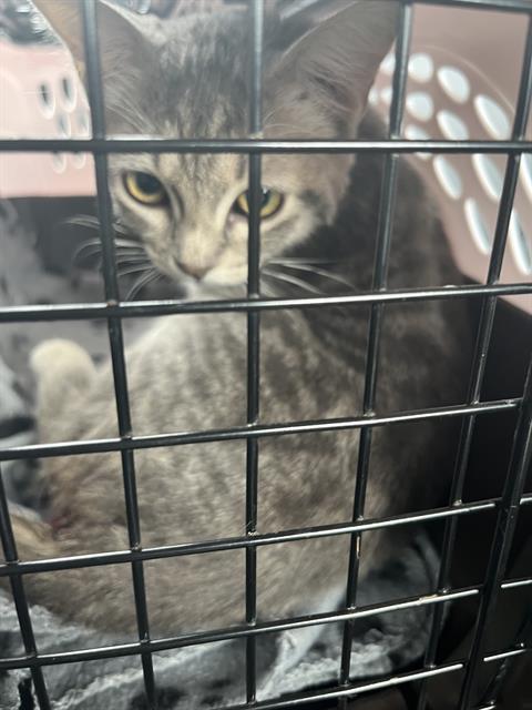 Shelter Stray Female Cat last seen Near, 5001 E Raymond St, Indianapolis, IN 46203, USA