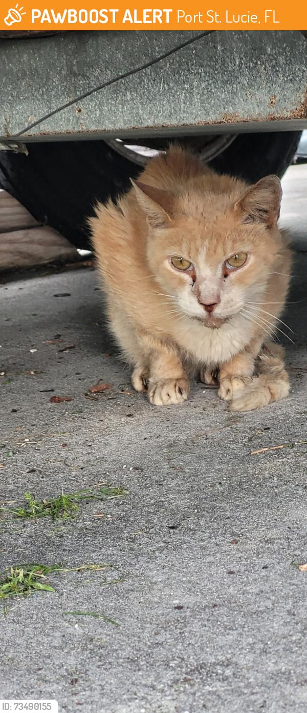 Found/Stray Unknown Cat last seen Aviation, Port St. Lucie, FL 34953