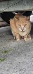 Found/Stray Unknown Cat last seen Aviation, Port St. Lucie, FL 34953