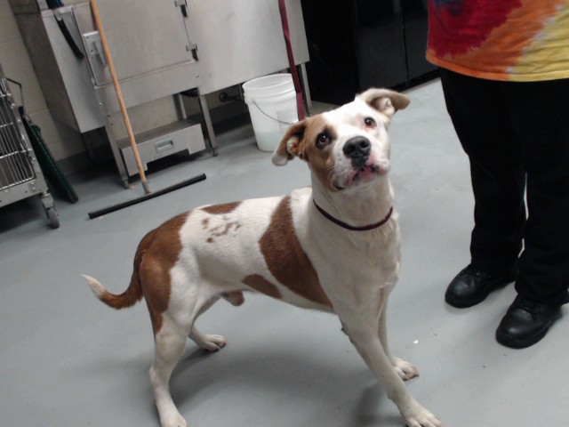 Shelter Stray Male Dog last seen Near BLOCK SPINEL DRIVE, 4704 Corporation Dr, Fayetteville, NC 28306, USA