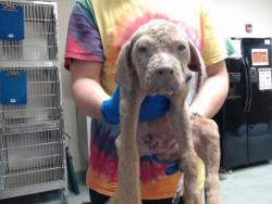 Shelter Stray Male Dog last seen Near BLOCK GODWIN FALCON ROAD, 4704 Corporation Dr, Fayetteville, NC 28306, USA