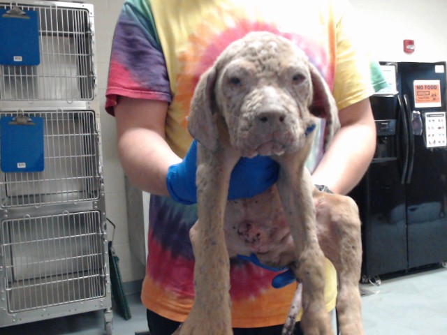 Shelter Stray Male Dog last seen Near BLOCK GODWIN FALCON ROAD, 4704 Corporation Dr, Fayetteville, NC 28306, USA