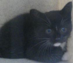 Shelter Stray Female Cat last seen CULVERS/CB, 232 Eslinger Way, Sanford, FL 32773, USA