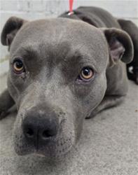 Shelter Stray Female Dog last seen Near BLOCK VALLEY DR, 333 Chandler Pl, San Bernardino, CA 92408, USA