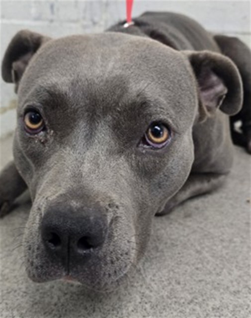 Shelter Stray Female Dog last seen Near BLOCK VALLEY DR, 333 Chandler Pl, San Bernardino, CA 92408, USA
