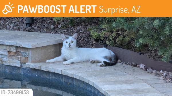 Found/Stray Unknown Cat last seen Greer Ranch Parkway & Cactus, Surprise, AZ 85388