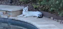 Found/Stray Unknown Cat last seen Greer Ranch Parkway & Cactus, Surprise, AZ 85388