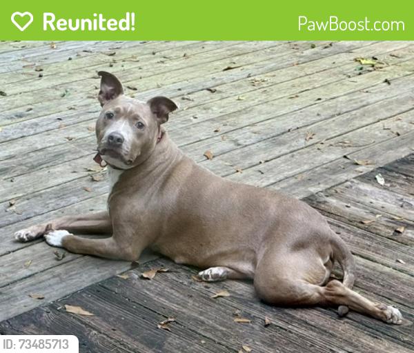 Reunited Female Dog last seen Candler Rd & I-20, near the Valero, Decatur, GA 30032