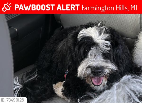 Lost Female Dog last seen Hunt Club, Chesapeake, hmstd, Farmington Hills, MI 48335