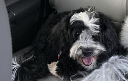 Lost Female Dog last seen Hunt Club, Chesapeake, hmstd, Farmington Hills, MI 48335